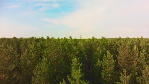 Aerial View of the Coniferous Forest