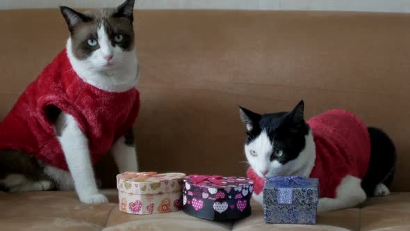 Santa Cats