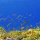 Tropical Fish on Vibrant Coral Reef - VideoHive Item for Sale