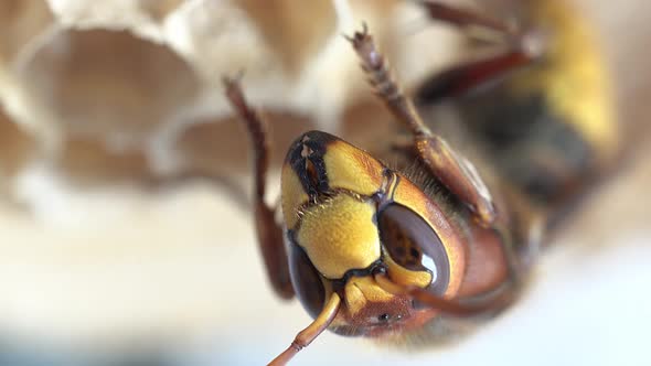 Detail of a hornet (insects in the genus Vespa)