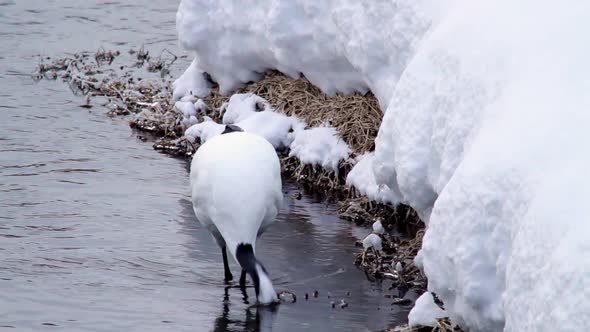 Japanese Cranes In River