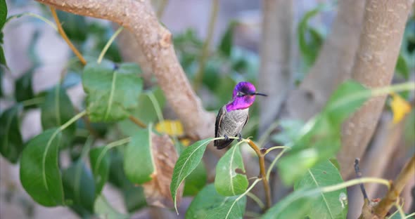 A bright pink Annas Hummingbird sitting on a tree branch searching for nectar and calling for a mate