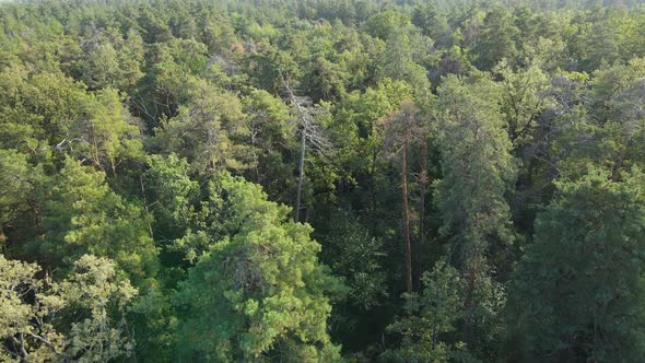 Trees in the Forest Aerial View. Slow Motion