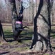 Active American Pit Bull Terrier with Cute Pink Collar Jumps High Up Trunk of Tree to Get Tug Toy - VideoHive Item for Sale