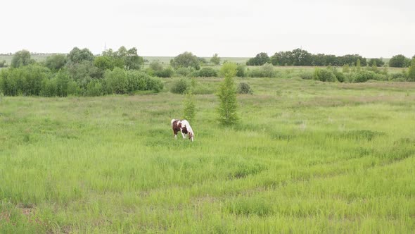 A Beautiful Horse is Walking in the Pasture