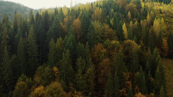 Forest Morning Autumn Beautiful Season Sun Mountains Fog