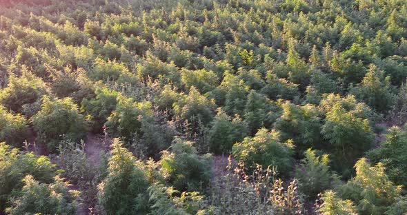 Natural organic hemp field with large plants in this drone shot.