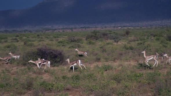 Grants gazelle running, Kenya, slow motion