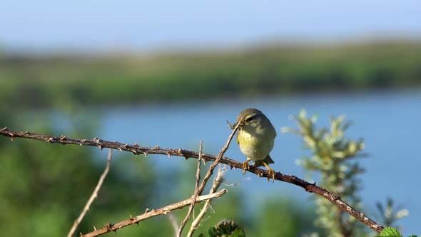 A small bird, a cane grinder, is looking around in beautiful setting with pray.mp4