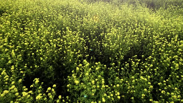 Field of Yellow Flowers at Sunset