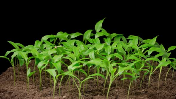 Time Lapse of Growth Sweet Bell Peppers Plants