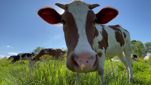 Brown Funny Cow Chews