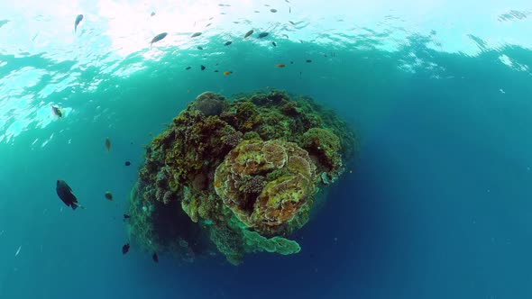 Coral Reef with Fish Underwater