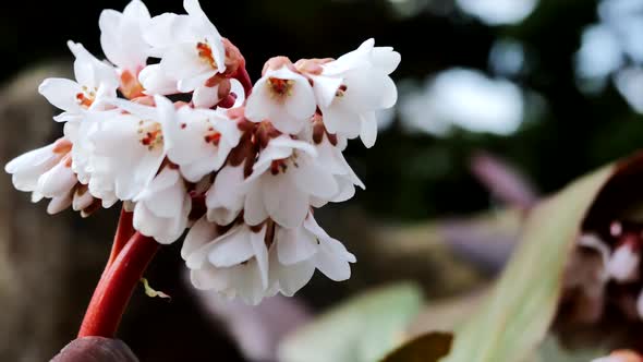 An unusual beautiful flower close-up.