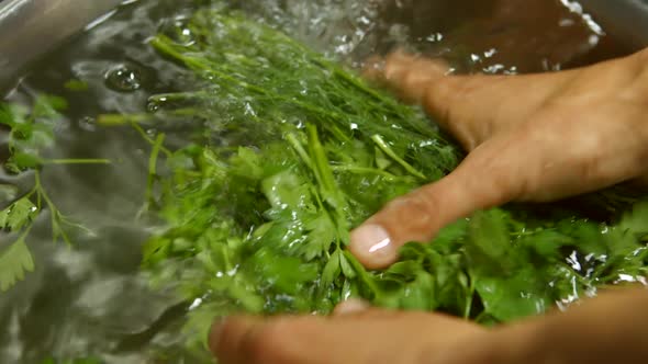 Hands Washing Dill and Parsley.