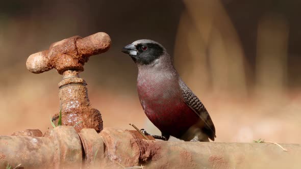 Black-Faced Waxbill Drinking From A Leaking Tap