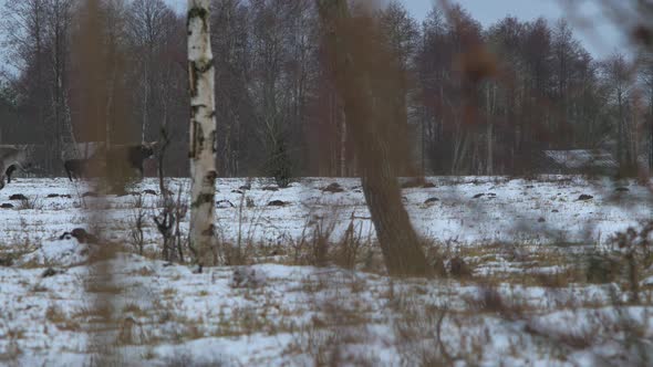 Group of wild bison's and horses (Konik Polski) running over the snow covered field in cloudy winter