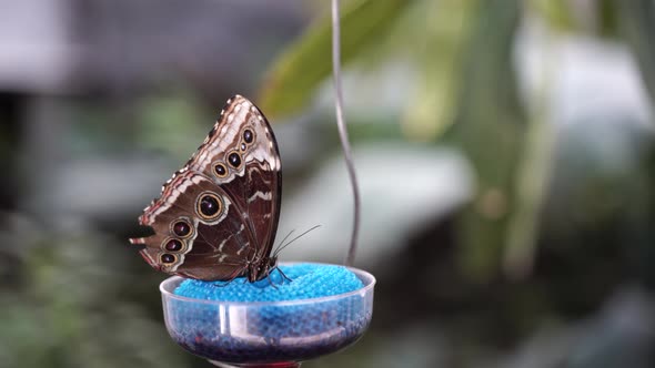 Menelaus blue morpho butterfly eats at a sugar water feeder in the rainforest
