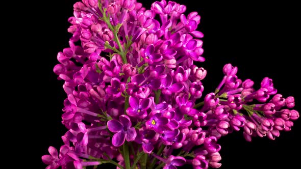 Beautiful Time Lapse of Opening Violet Flower of Lilac on a Black Background