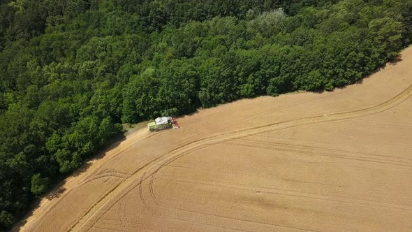 Aerial view of Harvesting on the wheat field Combine near Forest. Agriculture Machinery
