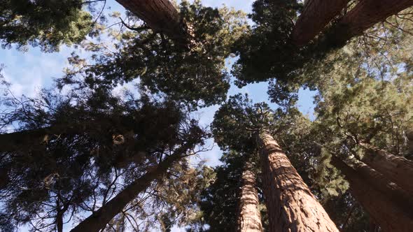 Giant sequoia trees in Sequoia National Park, California, USA