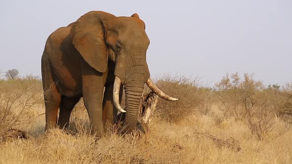 Large? tusker bull elephants, Loxodonta africana graze slowly in the summer months in long grass in