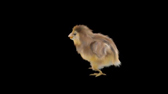 12 Baby Chicks Dancing HD