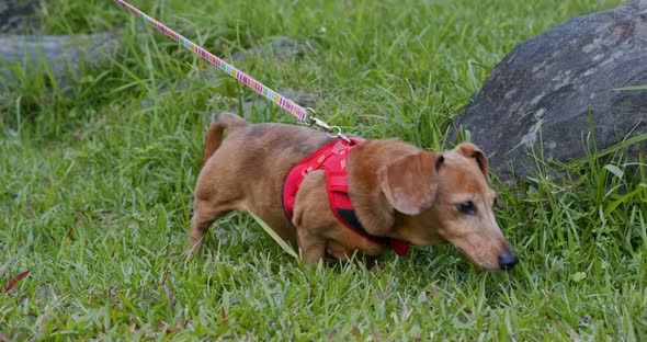 Dachshund going out in the park