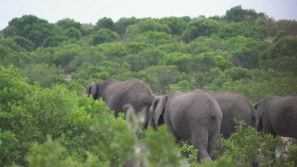 Elephants and green bushes