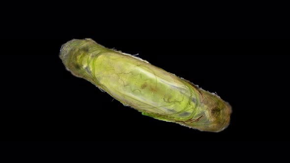 Trichoptera Pupa Under a Microscope Family Hydroptilidae