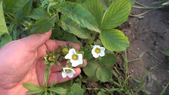 natural fresh strawberry plant in the garden, strawberry plant that begins to form flowers and fruit