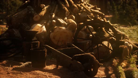 Preparation of Firewood for the Winter in Forest at Sunset