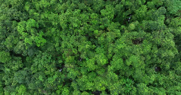 Aerial footage of beautiful tropical forest mountain landscape in summer