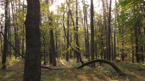 Forest with Trees in the Fall During the Day