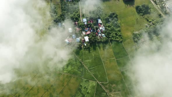 Aerial look down the green paddy field over white cloud