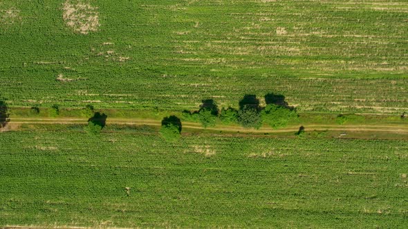 Green fields aerial view before harvest at summer. Road aerial