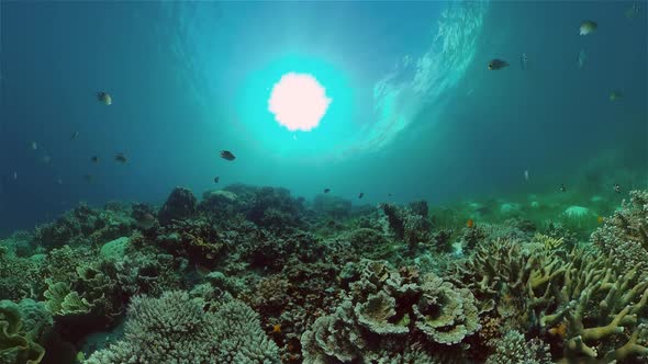 Coral Reef and Tropical Fish Underwater