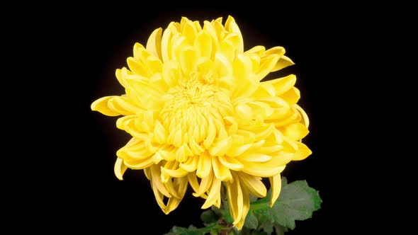 Beautiful Yellow Chrysanthemum Flower Opening