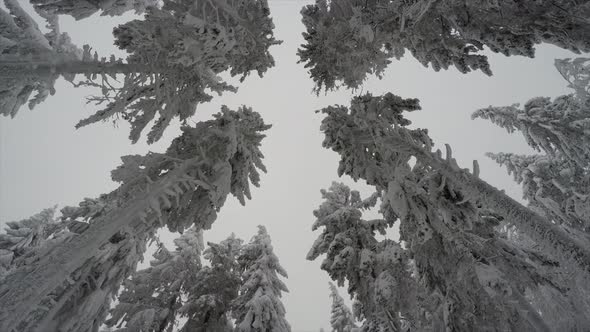 Snowy Trees During A Blizzard