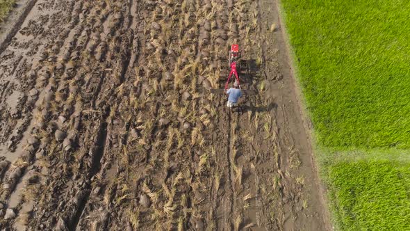 Farmer in Rice Field Indonesia