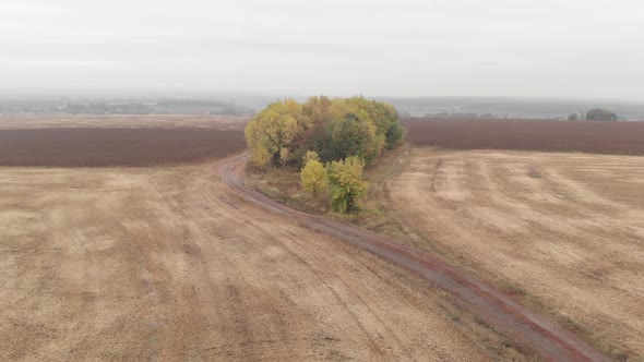 Aerial view of a trees in autumn next to an empty brown agriculture field. 4K