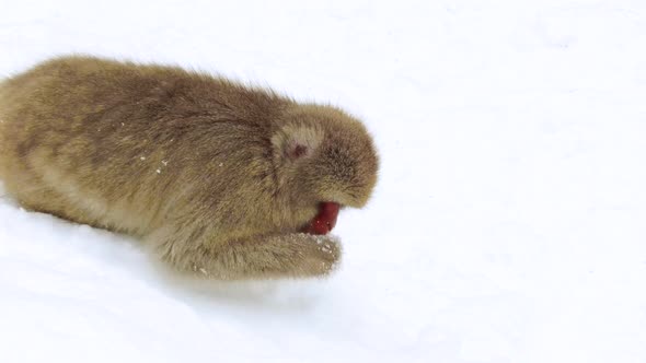 Japanese Macaques or Monkey Searching Food in Snow 