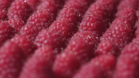 Close Up the Rotation Raspberries with Dew Drops
