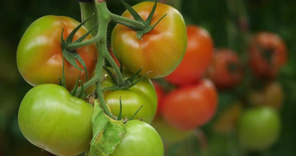 Hydroponics culture. Tomatoes growing under green houses in southern France.