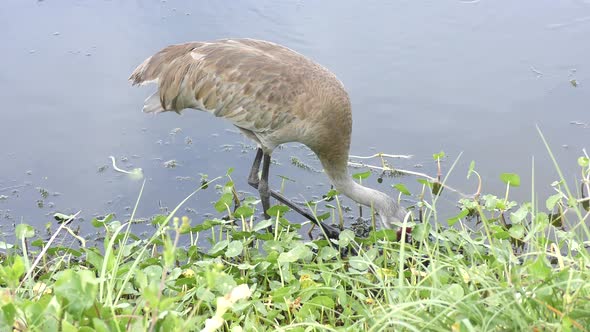 Sandhill Crane feeds near lake