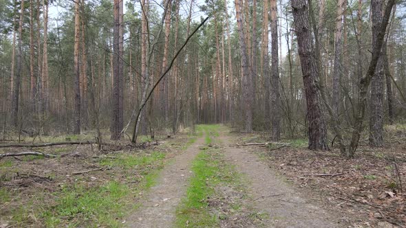 Road in the Forest During the Day Slow Motion