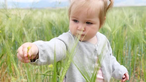 Adorable One Year Girl Playing in Wheat Field