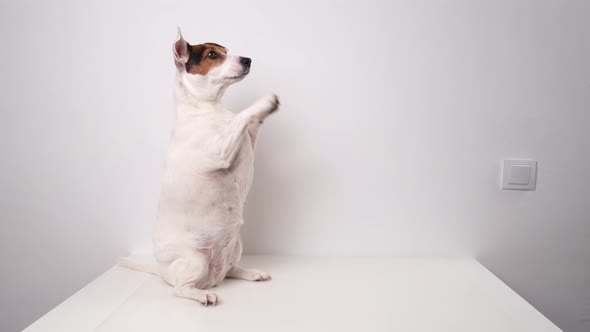 Dog Breed Jack Russell Terrier Performs Commands Request and Voice for a Yummy