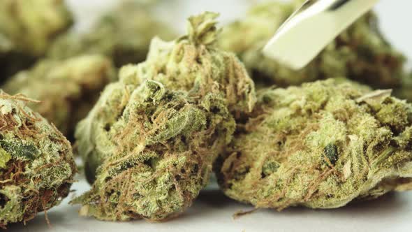 Marijuana. Cannabis. Hemp. Close-up. Weed