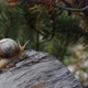 Snail 4 - VideoHive Item for Sale